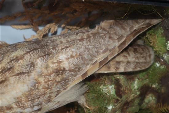 A cased taxidermic Eurasian eagle-owl